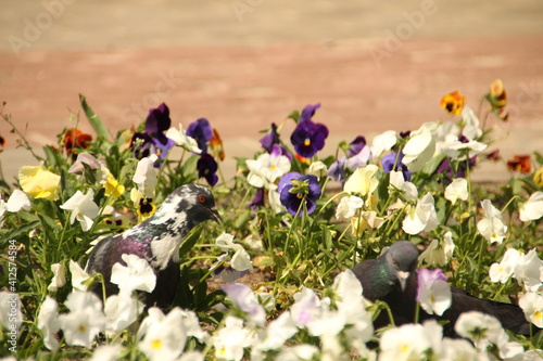 Spring flowers in the garden