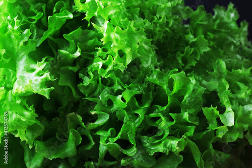 Lettuce leaves. Closeup of green fresh lettuce, natural background