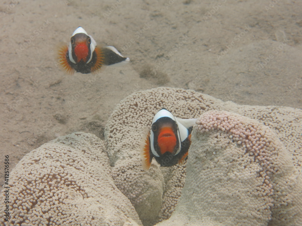 Obraz premium Panda clownfish (Amphiprion polymnus) with sea anemones found within coral reef area