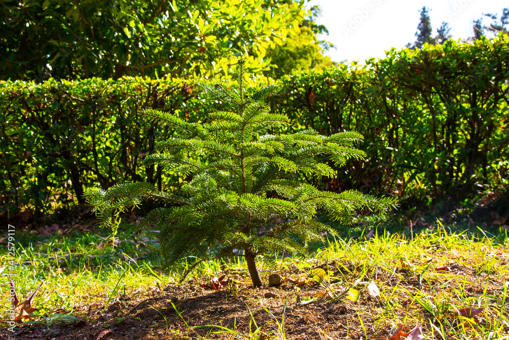 young Christmas tree in the Park one coniferous small tree outdoors on a sunny spring day young Christmas tree in the Park one coniferous small tree outdoors on a sunny spring day