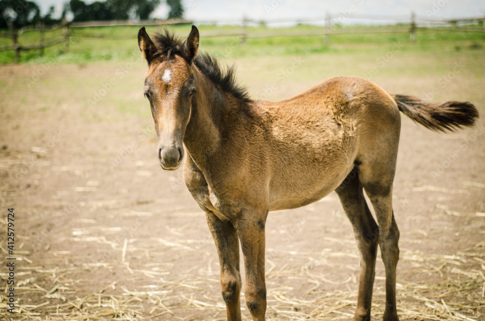 Fototapeta premium brown stallion on a horse farm, looking, behind the fence, portrait of animals, caring for animals, horse in a flock, animal portrait