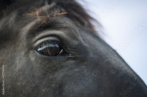 eye of the horse close-up, brown stallion on a horse farm, looks and eats grass sad, horse behind a hedge, portrait of animals, taking care of animals, horse in a flock