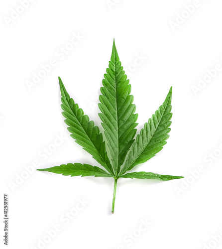Cannabis leaves isolated on white background