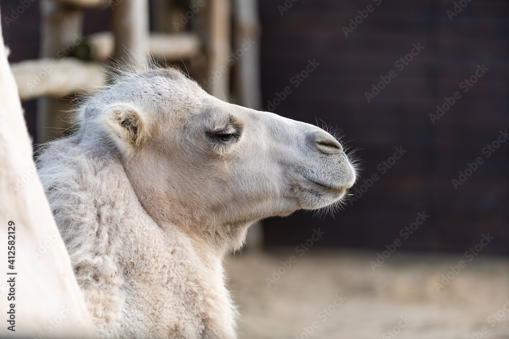 Obraz premium camel in an aviary at the zoo
