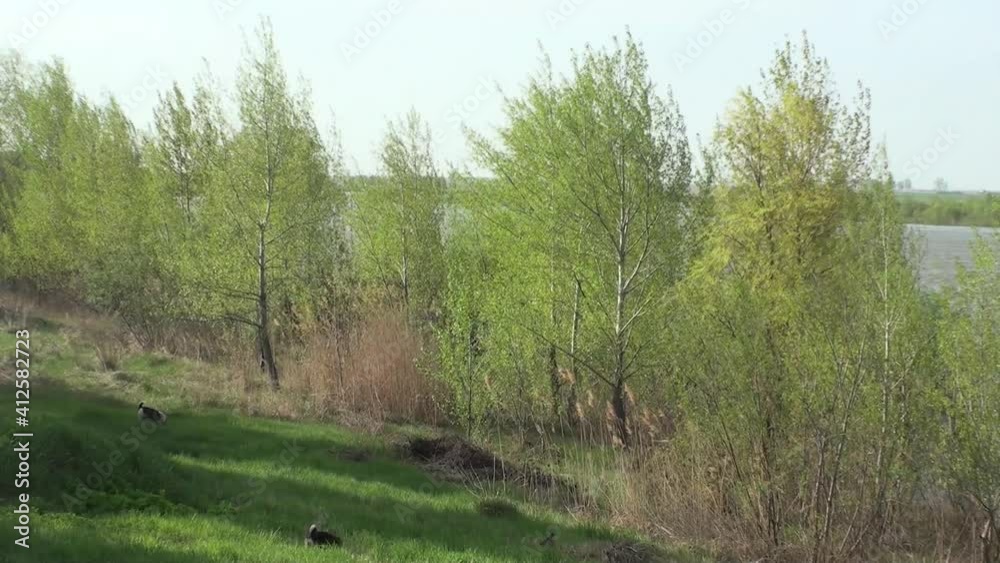 Trees with young foliage on the banks of the Irtysh River are swayed by the wind Trees with young foliage on the banks of the Irtysh River are swayed by the wind
