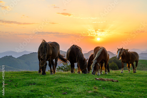 chevaux basque photo