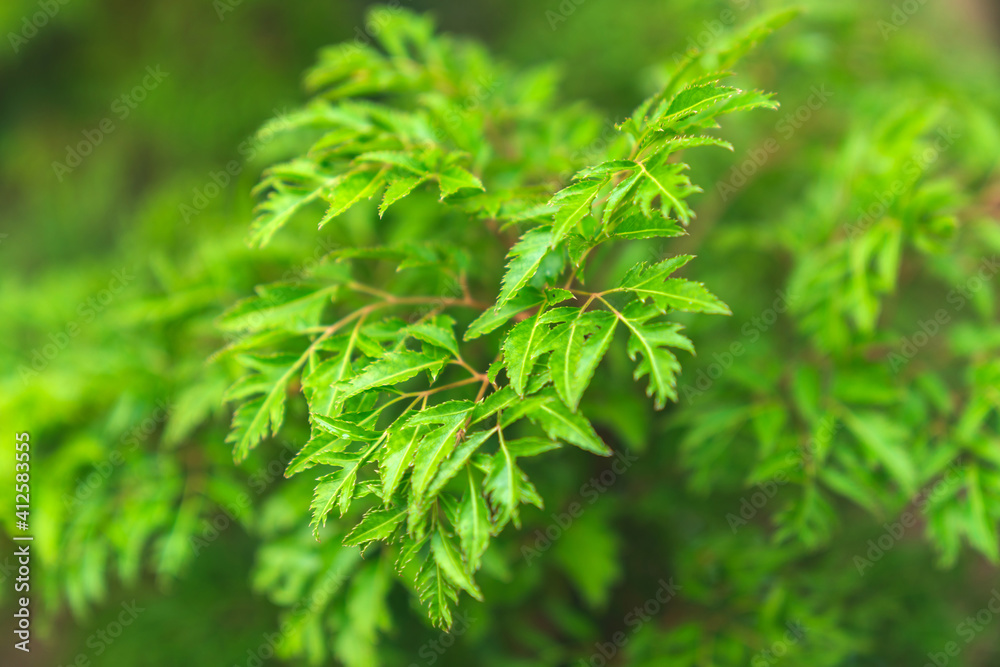 Polyscias fruticosa Polyscias fruticosa