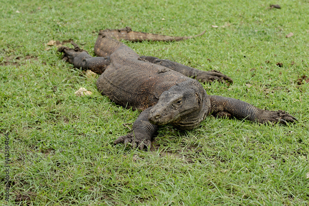 Komodo Dragon resting on grass field at Komodo National Park Indonesia Komodo Dragon resting on grass field at Komodo National Park Indonesia
