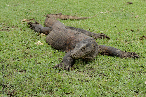 Komodo Dragon resting on grass field at Komodo National Park Indonesia