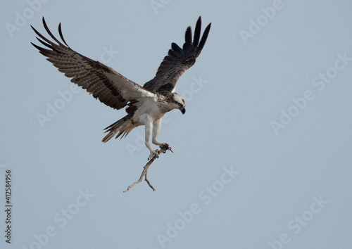 Osprey carrying wooden stick for nest at Hawar island of Bahrain © Dr Ajay Kumar Singh