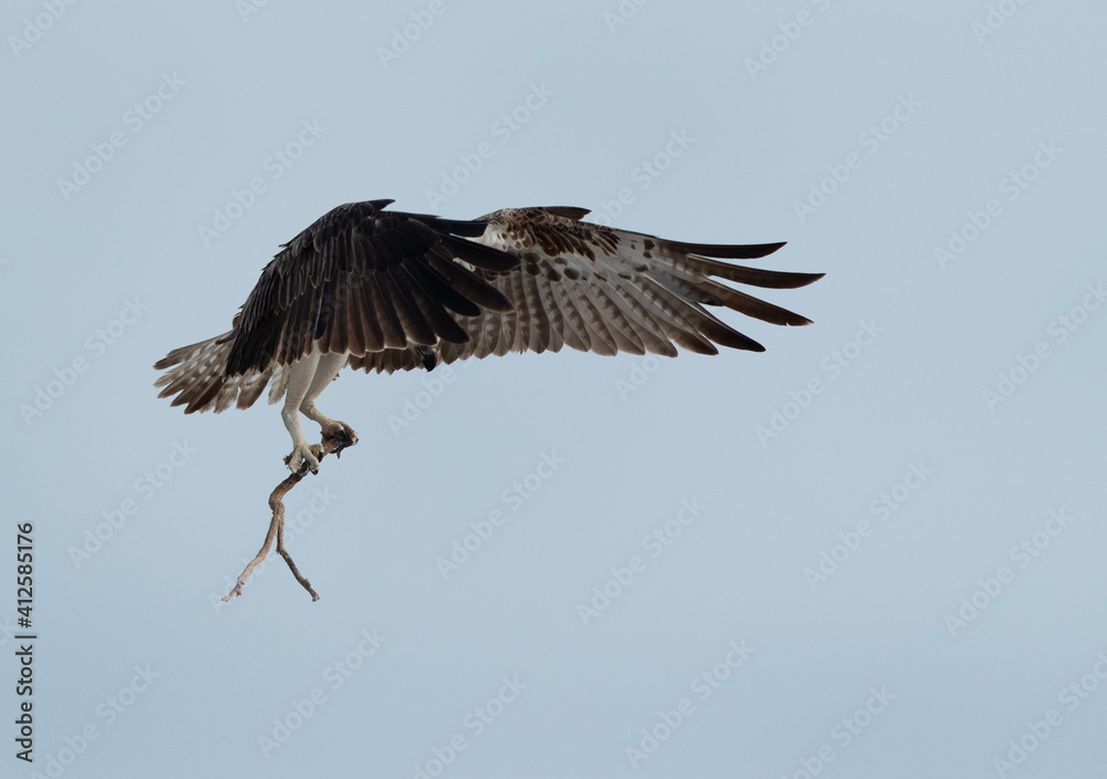 Fototapeta premium Osprey carrying wooden stick for nest at Hawar island of Bahrain