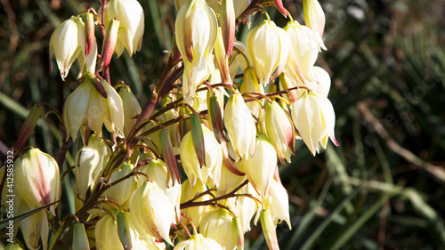 Bloom Bayonet Yucca flowers on tree, Closeup white yucca filamentosa bush flowers, Blossom white flowers needle-palm. photo