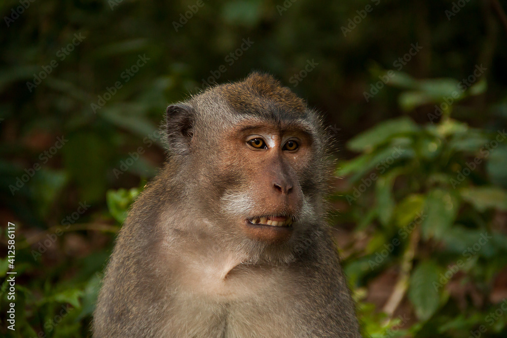Close-up of a face of a crab-eating macaque (macaca fascicularis) in Bali Close-up of a face of a crab-eating macaque (macaca fascicularis) in Bali