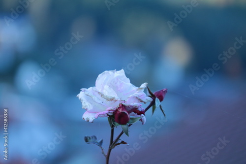 Rose, Blume, flower