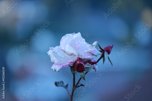 Rose, Blume, Flower