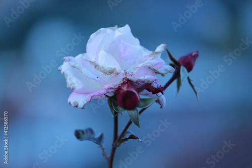 Rose, Blume, Flower