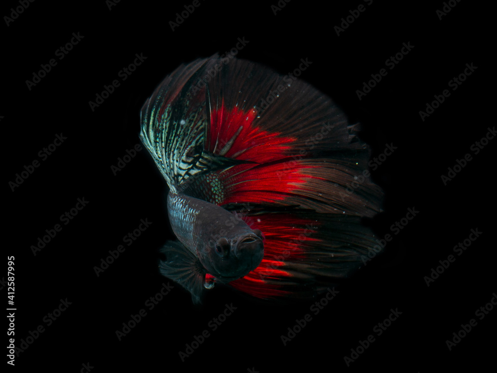 Obraz premium siamese fighting fish (betta fish)