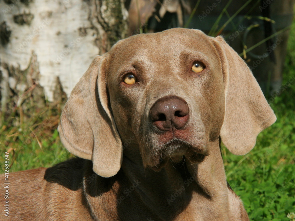 Portrait of a vizsla dog in Austria, Europe
