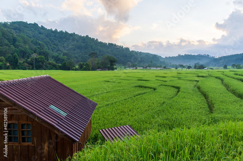 Beautiful sunruse scene of rice paddies field at Ban Mae Klang Luang, Doi Inthanon National Park,Chiang Mai,Thailand. photo