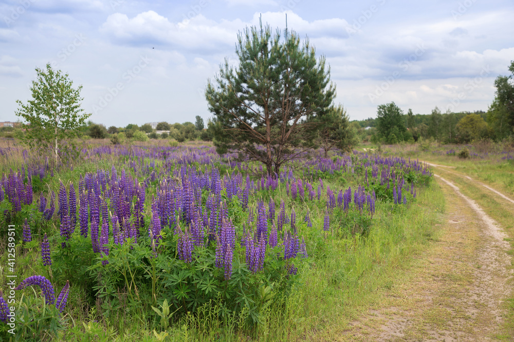 Fototapeta premium lupines with pink, purple and blue flowers on a background of greenery growing on the side of the road. Beauty of nature