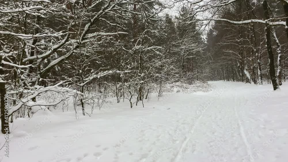 Snowing at a winter forest trail at Ermelo, NLD. Tracking. Snowing at a winter forest trail at Ermelo, NLD. Tracking.