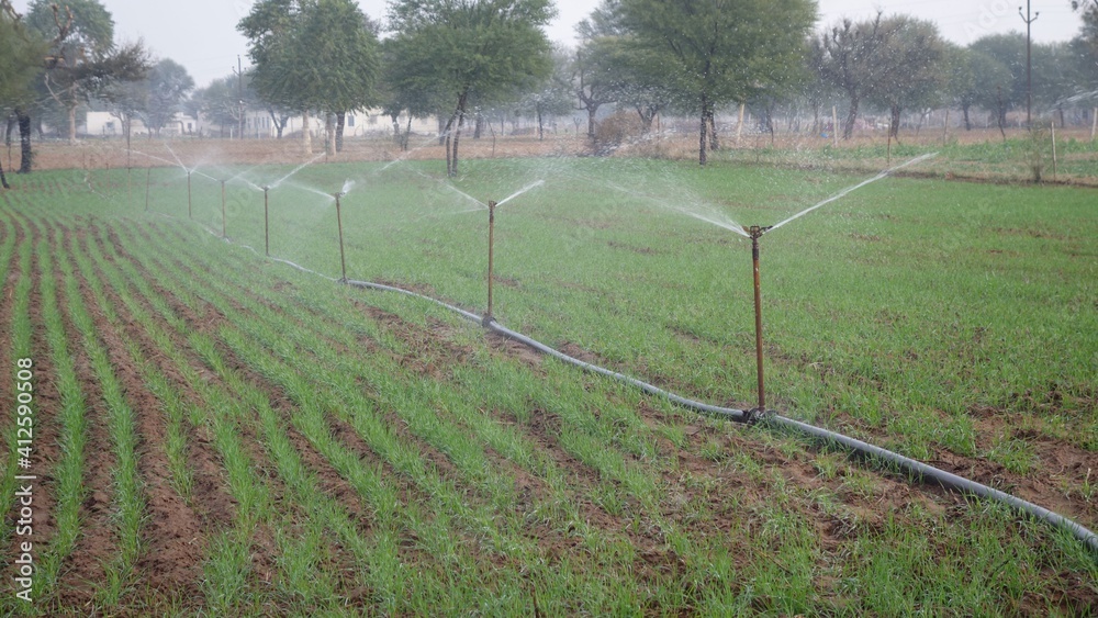 Sprinkler watering wheat crops in a large green field during winter. Irrigation system in India