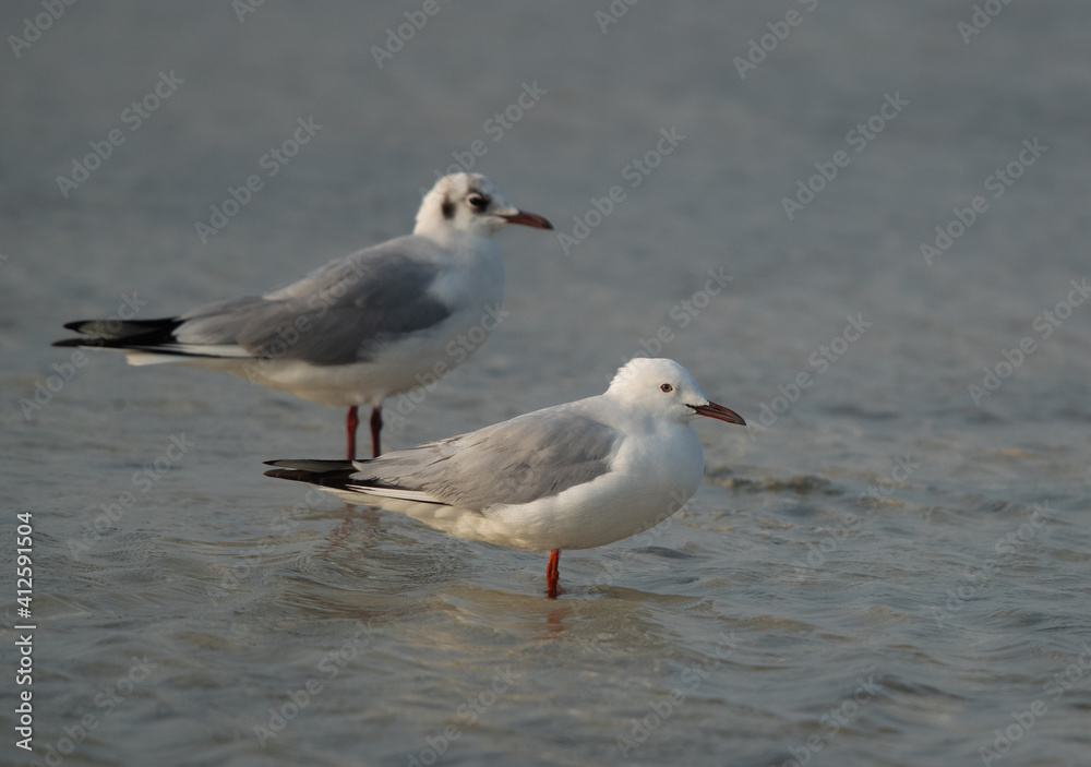 Black-headed gulls at Busaiteen coast, Bahrain Black-headed gulls at Busaiteen coast, Bahrain