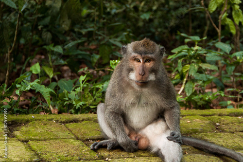 A long-tailed macaque (macaca fascicularis) touching its penis at the monkey forest in Bali 