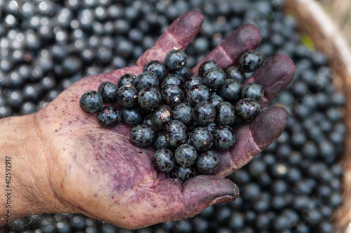 Close up of fresh acai berries fruit in man\'s dirty hand during harvest in the amazon rainforest, Brazil. Selective focus. Concept of food, healthy, environment, ecology, agriculture, harvest, nature.