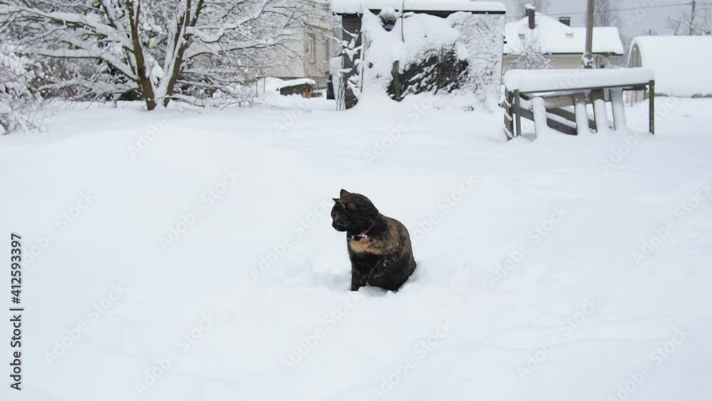 cat plays with snow slow motion. young tricolor cat jumps and catches soft snowflakes. cat plays with snow slow motion. young tricolor cat jumps and catches soft snowflakes.
