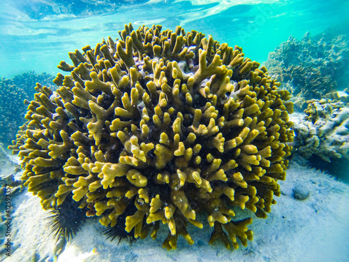 Africa, Tanzania - Zanzibar.
Scuba diving underwater, snorkeling coral and fish in holiday a Zanzibar