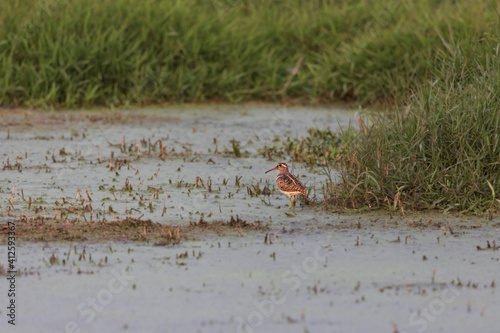 Greater painted-snipe (Rostratula benghalensis) at Baruipur marshland,. West Bengal, India photo