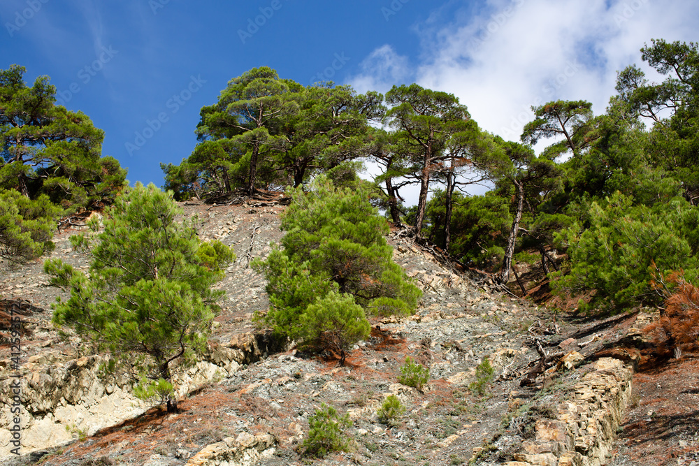 Green pine trees grow on the mountainside