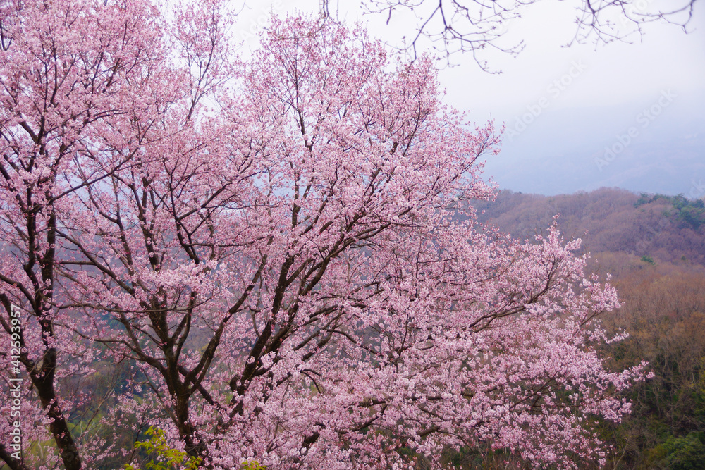 四季の花〜桜〜