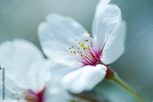 四季の花〜桜〜 © shanyu810