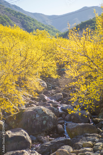 구례 산수유마을