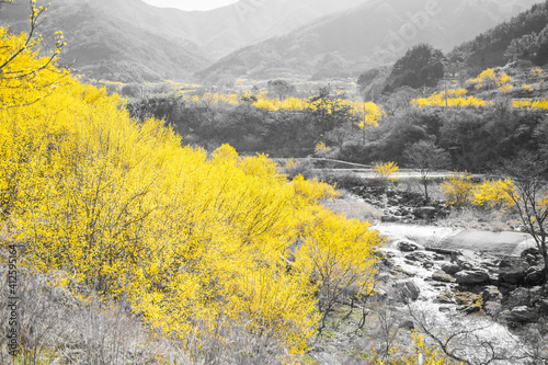 구례 산수유마을