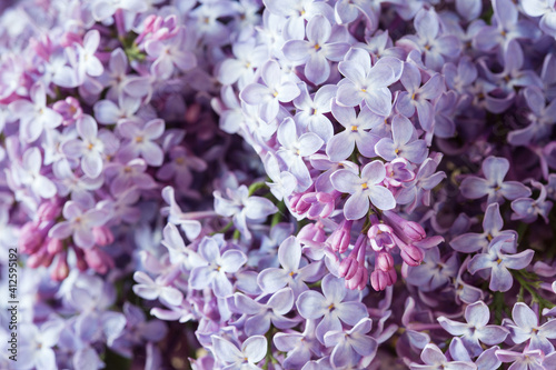 purple background with branches of lilac.