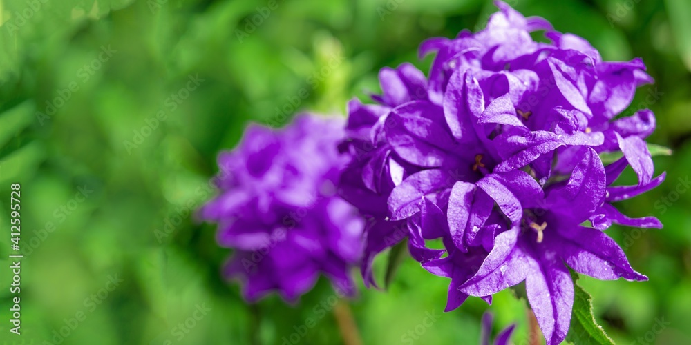 Beautiful purple bellflower on green background. Campanula glomerata in garden