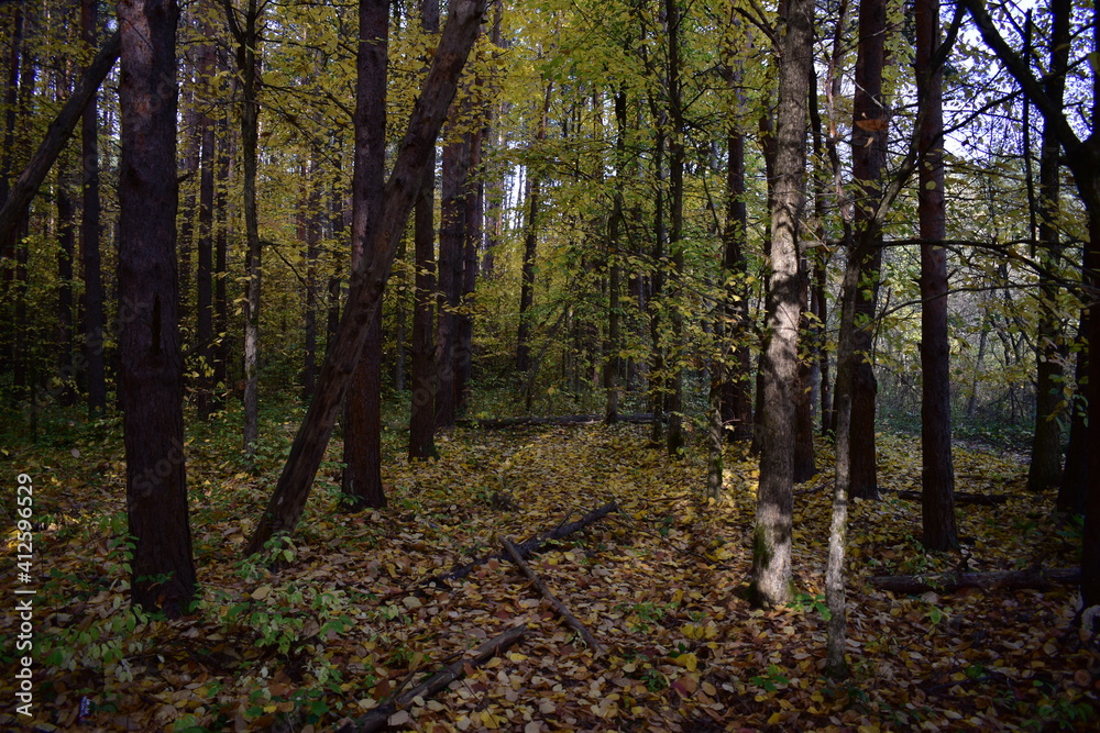 autumn forest in the morning