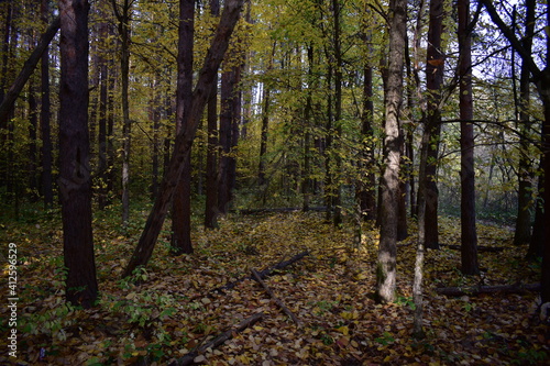 autumn forest in the morning © Людмила Мазовецкая