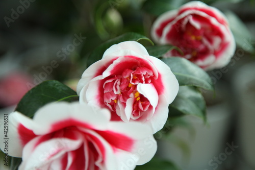 Camellia japonica Tama ariake photo