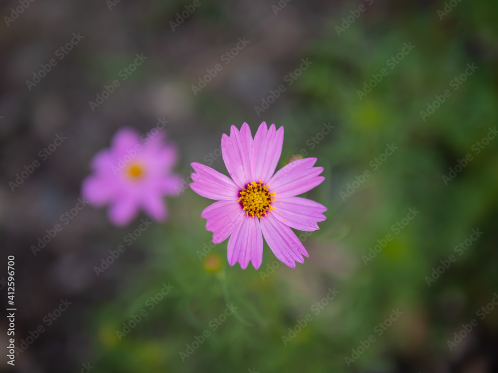 Beautiful pink purple cosmos flower isolate green nature background. Beautiful pink purple cosmos flower isolate green nature background.