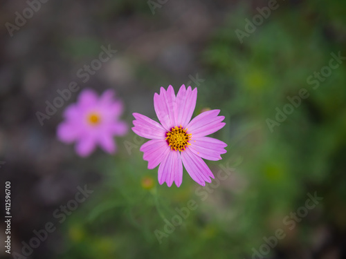 Beautiful pink purple cosmos flower isolate green nature background.
