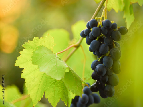 Fresh green leaves and ripe blue grapes hang in the summer garden.