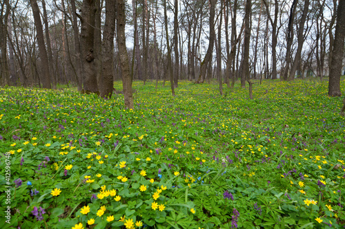 First flowers in spring forest. Scilla, corydalis flower.