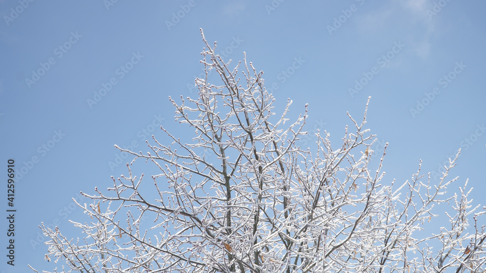 Cold frosty winter landscapes with trees and frozen branches during winter near Fulda, Germany.