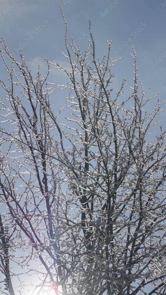 Cold frosty winter landscapes with trees and frozen branches during winter near Fulda, Germany. Cold frosty winter landscapes with trees and frozen branches during winter near Fulda, Germany.
