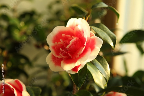 red camellia tama ariake photo