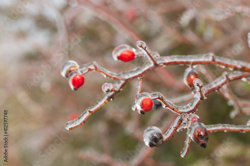 Rosehip bush - lat. pometum - in winter it is covered with ice. Photo of me blurred background - beautiful bokeh.